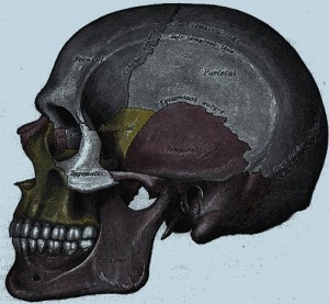 Вид збоку черепа